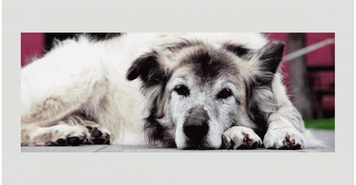 Cane Anziano: Integratori e Cure per il Benessere