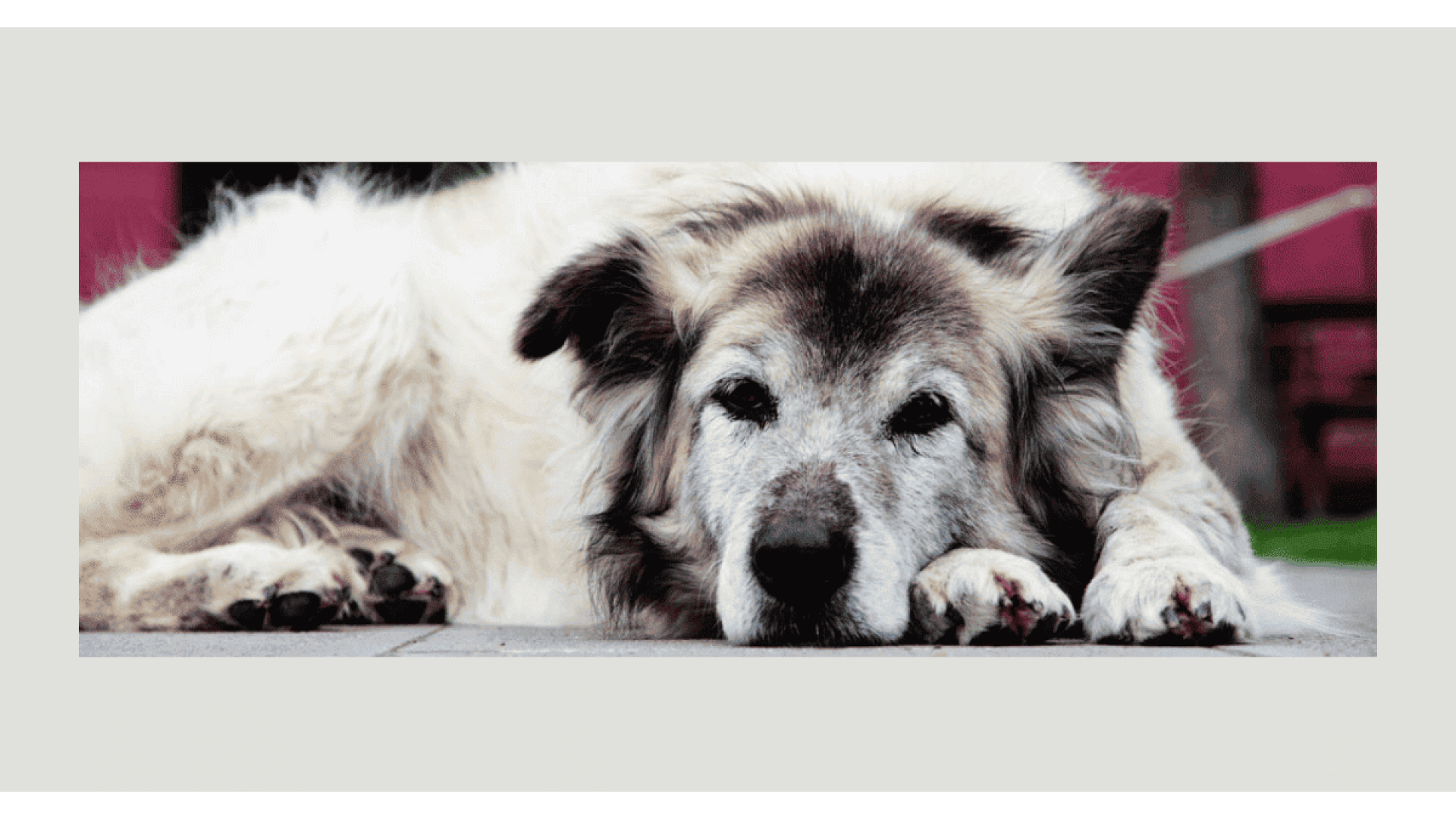 Cane Anziano: Integratori e Cure per il Benessere