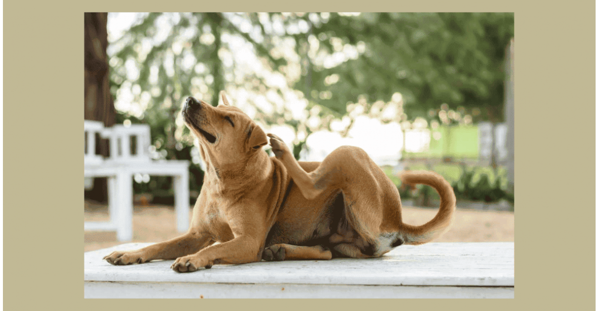 Dermatite del Cane: Cause, Sintomi e Rimedi Naturali
