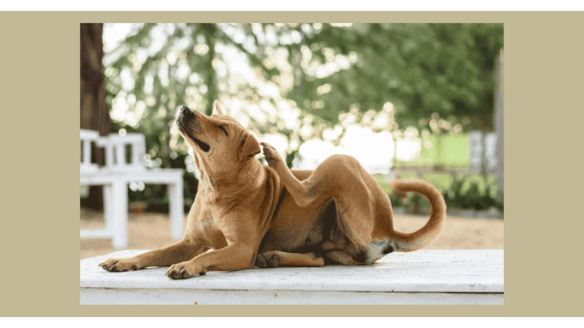 Dermatite del Cane: Cause, Sintomi e Rimedi Naturali