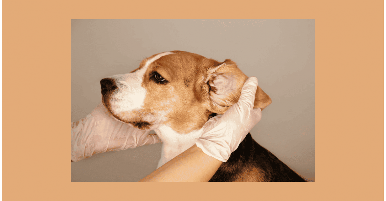 Otite del Cane: Cause, Sintomi e Rimedi Naturali