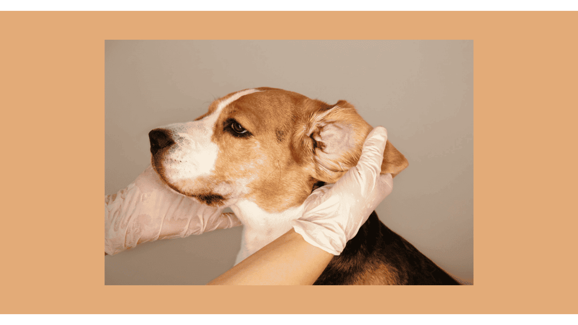 Otite del Cane: Cause, Sintomi e Rimedi Naturali