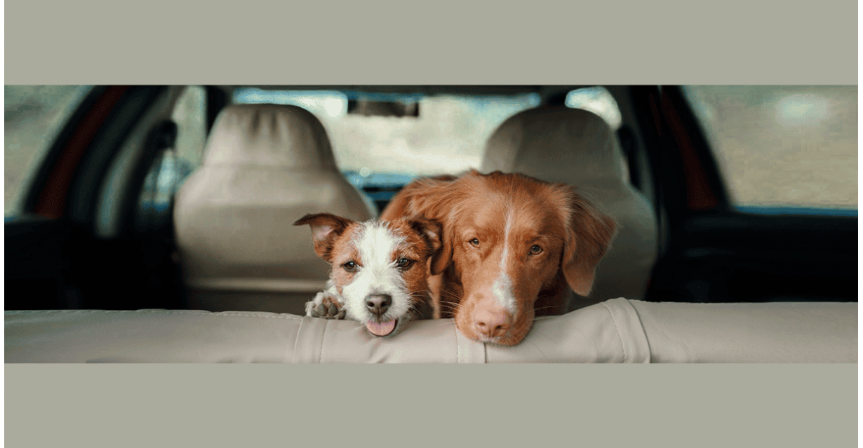 Stress da Viaggio nel Cane: Come Gestirlo