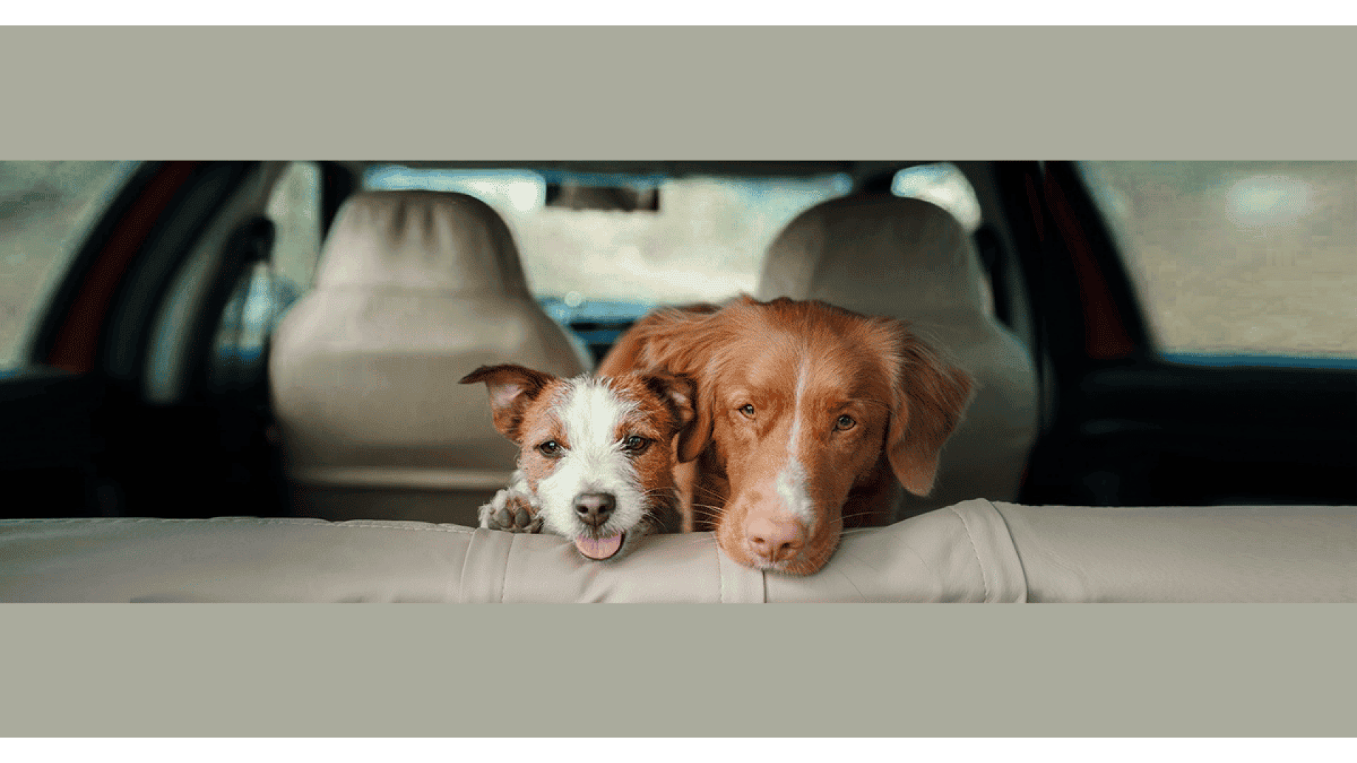 Stress da Viaggio nel Cane: Come Gestirlo