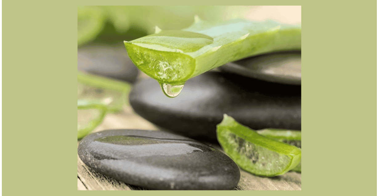 Aloe Vera: Usi, Benefici e Proprietà