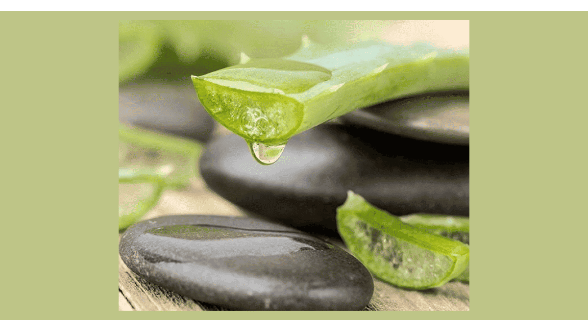 Aloe Vera: Usi, Benefici e Proprietà