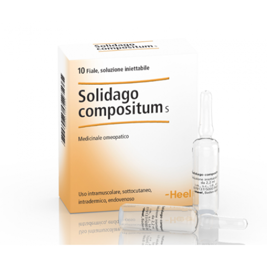 Solidago compositum s 