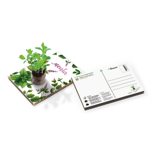 CARTOLINA ECOLOGICA MENTA CHE CONTIENE UNA PIANTA VERA