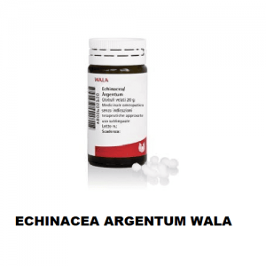 ECHINACEA ARG WALA