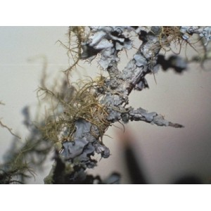 Lichen Lichen